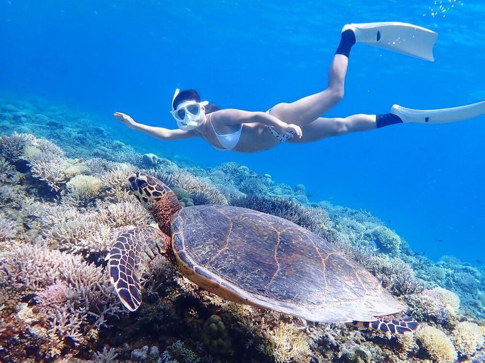 座間味島｜ホエールウォッチングとパックでウミガメシュノーケリング