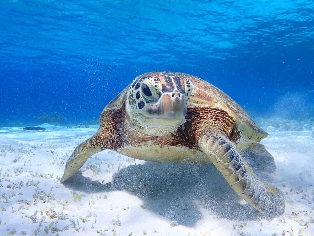 座間味島｜ホエールウォッチングとパックでウミガメとシュノーケリング