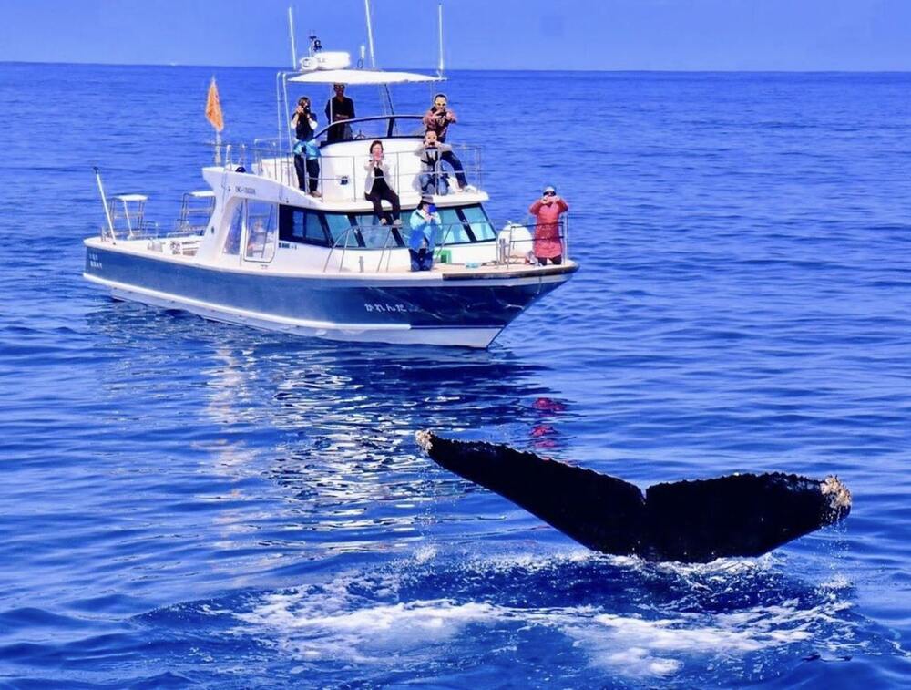 【座間味島｜ホエールウォッチング｜約2時間】冬季限定ツアー！世界が恋する海・ケラマブルーでのんびりホエールウォッチングクルーズ♪那覇から日帰りOK！写真プレゼント♪