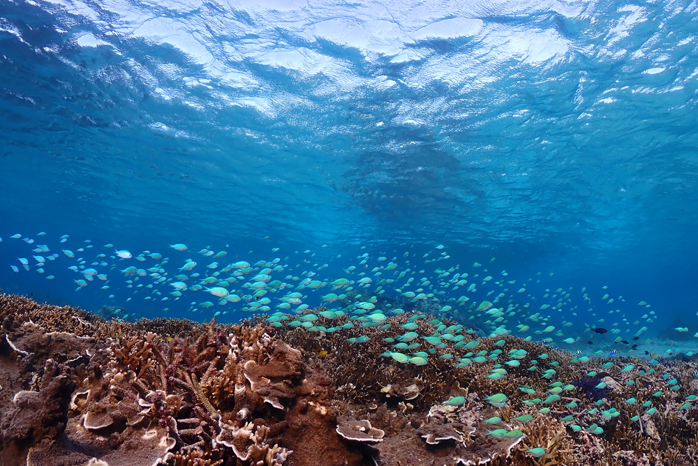 宮古島｜シュノーケルフォトツアー／一組貸切｜2時間】専属ガイドが