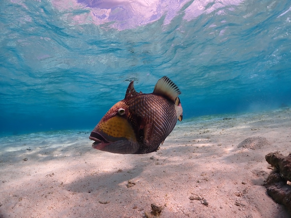 宮古島｜シュノーケルフォトツアー／一組貸切｜2時間】専属ガイドが