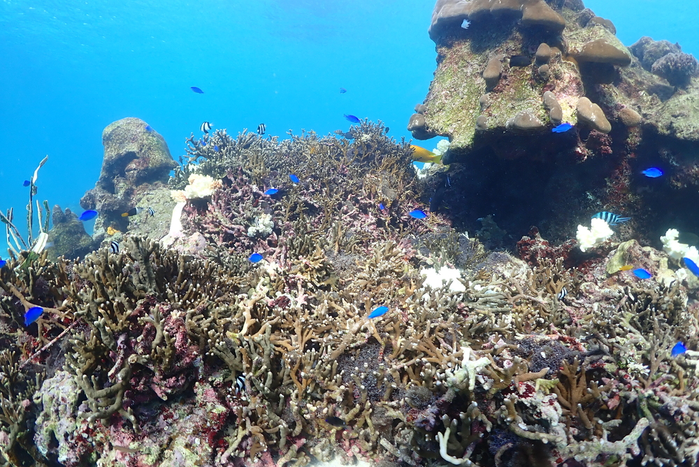 宮古島｜シュノーケルフォトツアー／一組貸切｜2時間】専属ガイドが