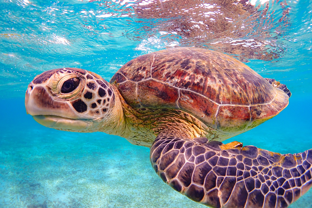 宮古島｜ウミガメシュノーケルフォトツアー／ご家族限定貸切／お得な