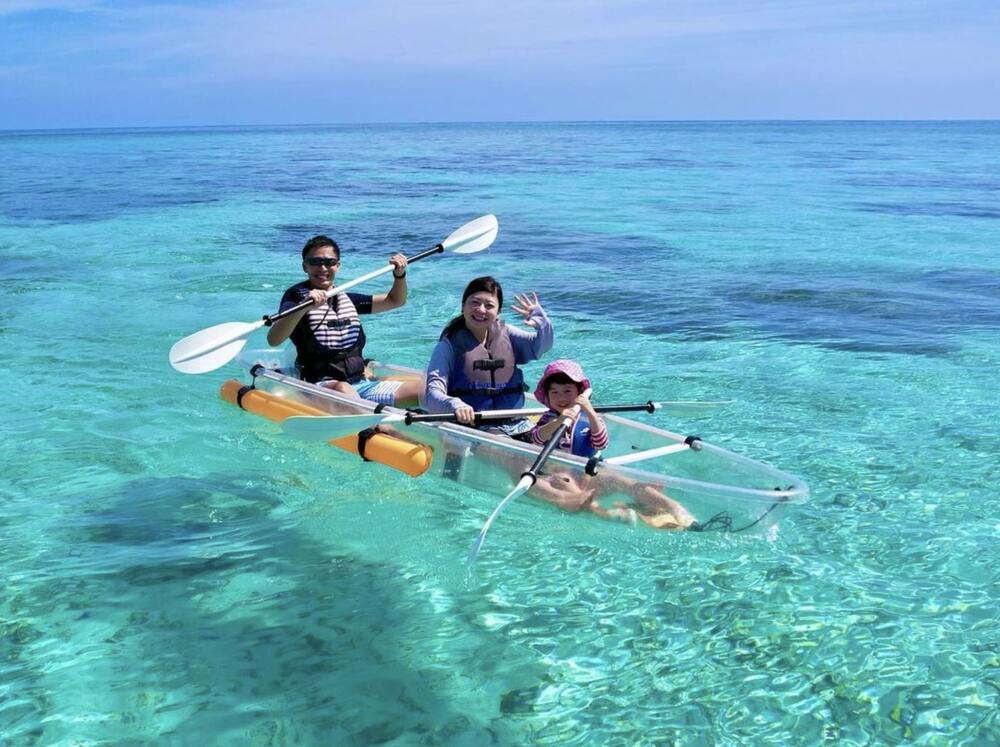 沖縄天然ヤクシマダカラガイ18個セット別売り可能 ヤクシマダカラ | 貝の図鑑