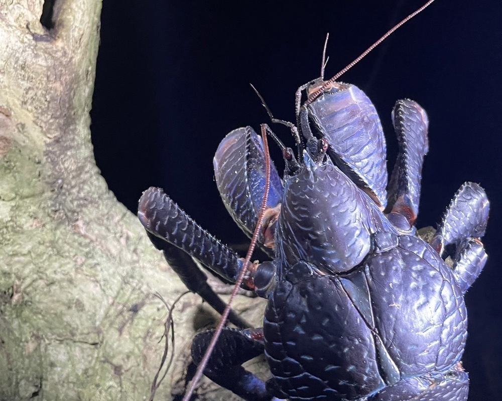 宮古島｜ナイトツアー｜1時間】《少人数制で安心！》宮古島の夜を冒険