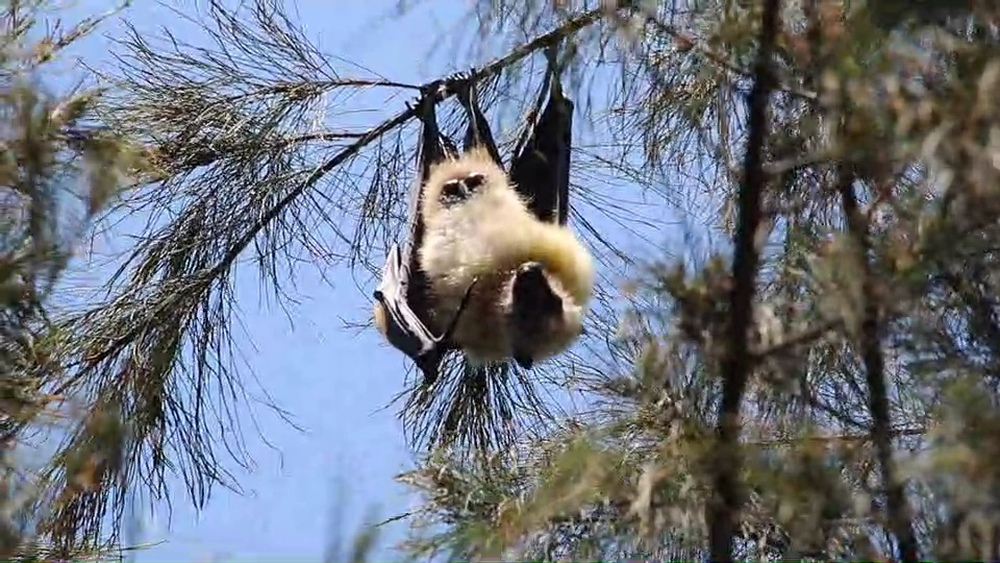 運が良ければ、昼間にダイトウオオコウモリとも遭遇することも。