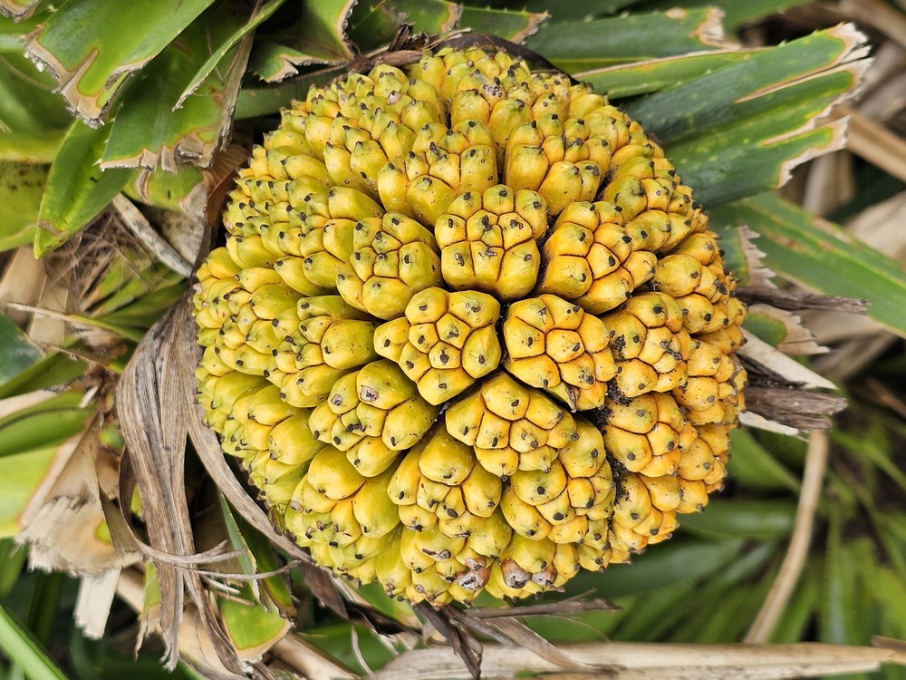 北大東にしかない植物（ホソミアダン）もご案内します。