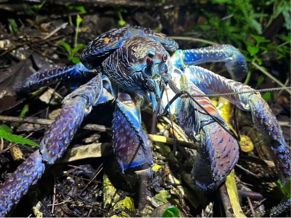 与那国島には亜熱帯特有の生き物がたくさん！