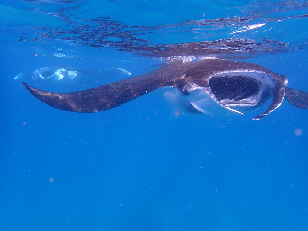 八重山諸島 黒島 体験・アクティビティ・遊び - 沖縄の離島観光専門