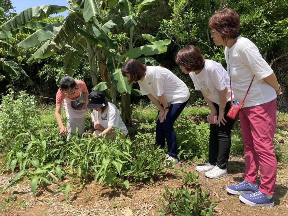 【久米島ホームビジット｜約3時間】しまたび限定プラン│島野菜収穫＆沖縄の家庭料理体験（夕食体験付き♪）※2名様より受付