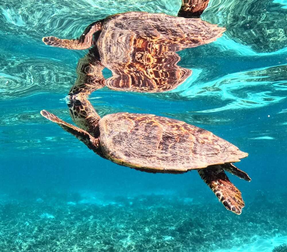 ボートシュノーケリング｜約2時間】座間味島の絶景1ポイント巡りツアー