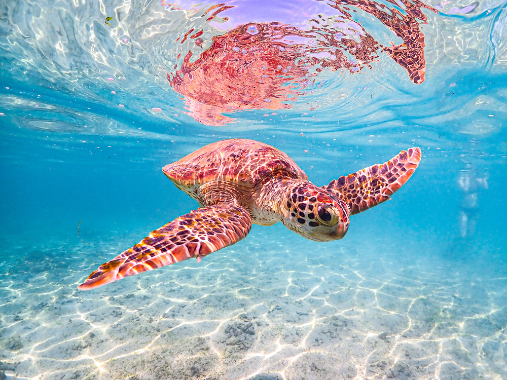 ウミガメかわいい！！