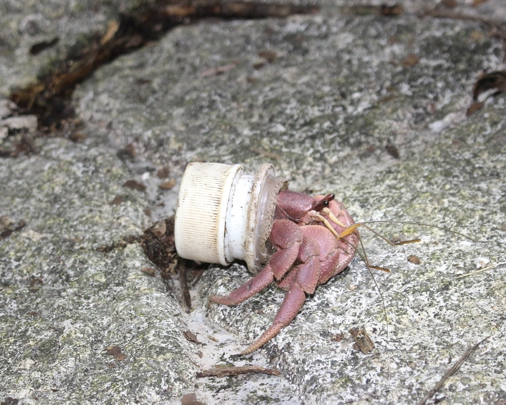 宮古島｜0歳〜85歳｜星空＆ジャングルナイトツアー】絶滅危惧種