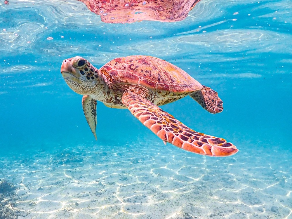 野生のアオウミガメ