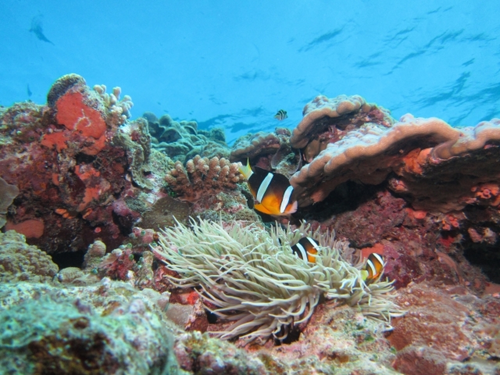 宮古島｜レンタカー☆オールインパッケージ】【アルファード2.5S指定