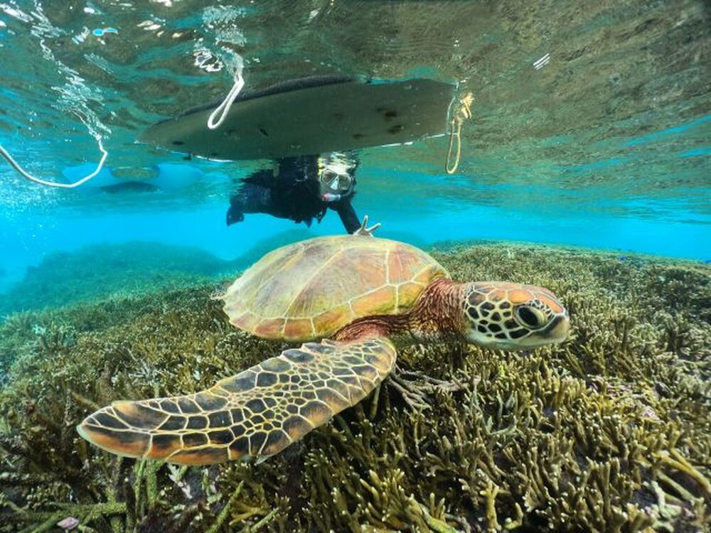 宮古島｜幻の島「ユニの浜」上陸・ウミガメシュノーケル・クリア