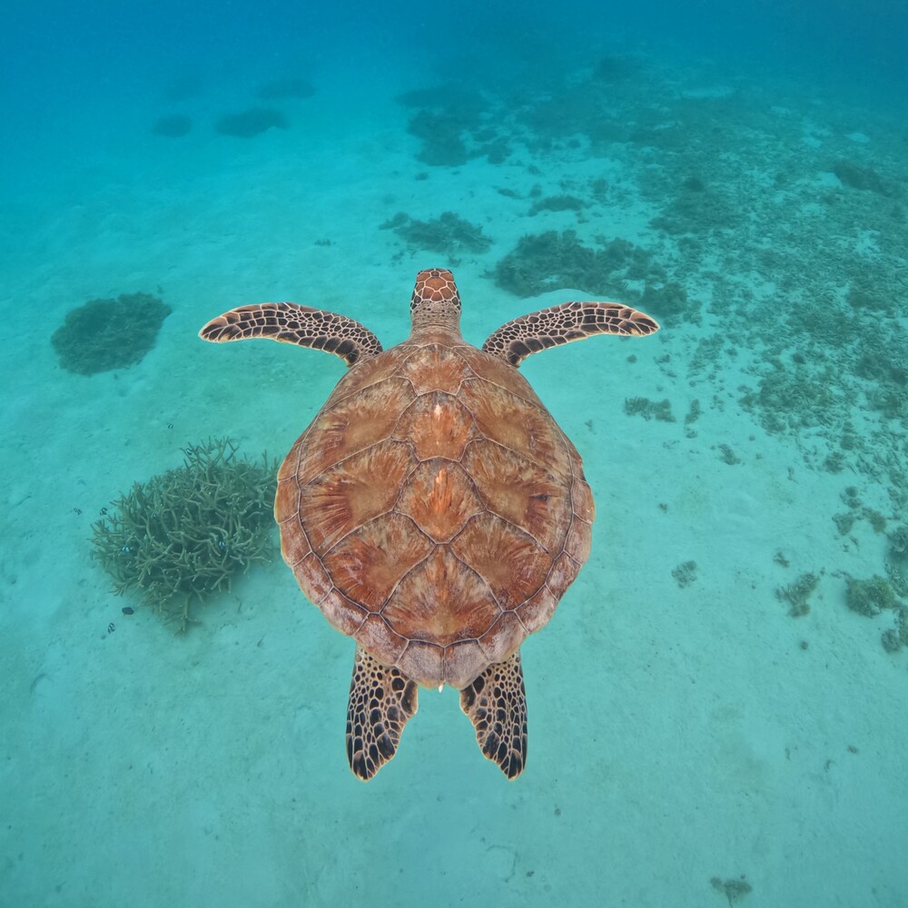 ボートスキンダイビング｜約3時間】地元船長＆ガイドがご案内☆座間味