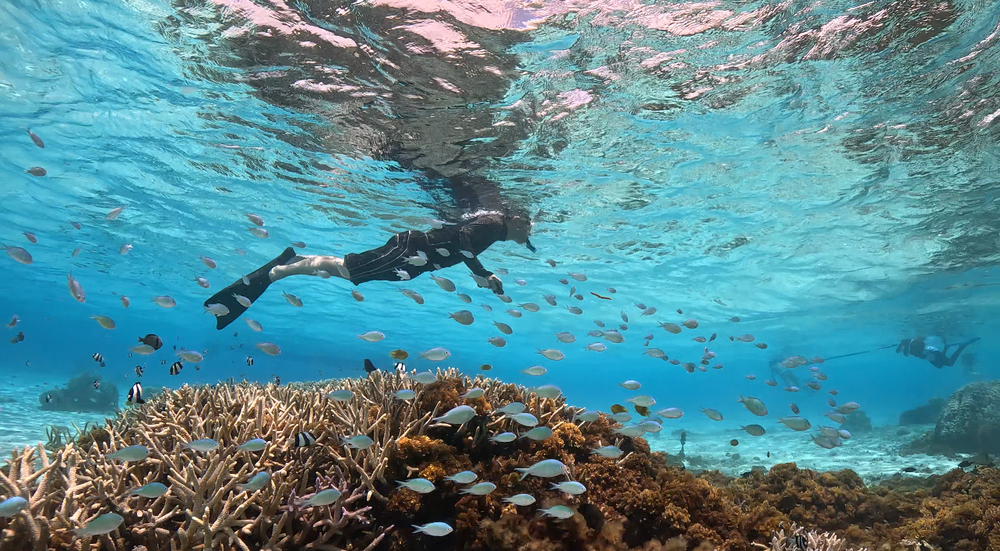 ボートスキンダイビング｜約3時間】地元船長＆ガイドがご案内☆座間味