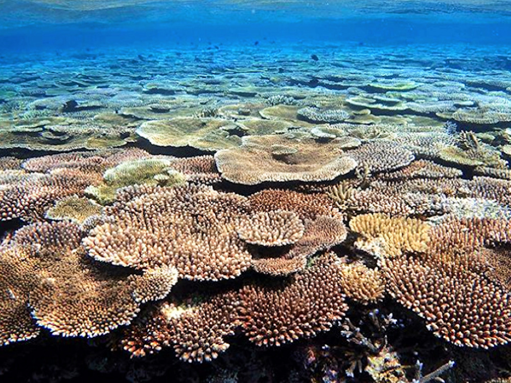 【石垣島｜シュノーケル｜1日】鳩間島上陸付き♪八重山トップクラスのサンゴポイント「西表・鳩間」4～5ポイントシュノーケルツアー♪＜小さなお子様～参加OK＞