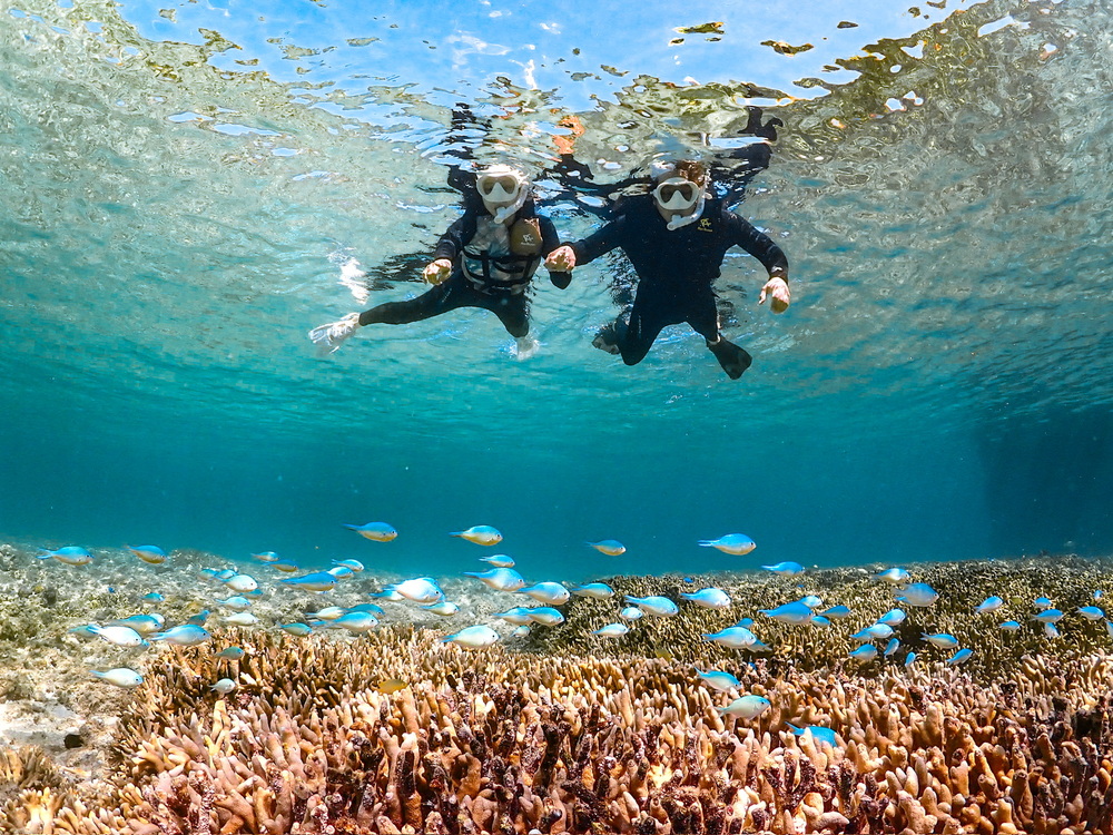 カラフルな魚・珊瑚礁