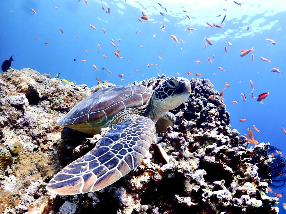竹富島発→石垣島着【ウミガメシュノーケリング絶景☆幻の島でランチ