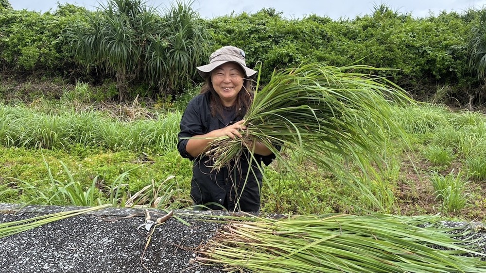 ☆2025年・年内期間限定セール！3名様以上のグループはお得♪☆【伊是名島｜レモングラス収穫体験｜約1時間】しまたび限定プラン｜ハーブ好き集まれ！伊是名島でレモングラスを収穫♪お土産付！
