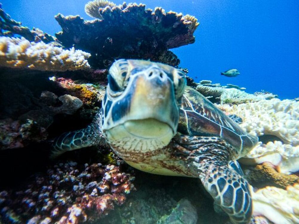 石垣島｜シュノーケル・竹富島往復フェリーチケット付き｜約3時間