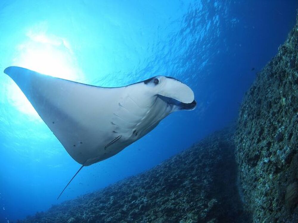 石垣島のおすすめスポット教えます♪