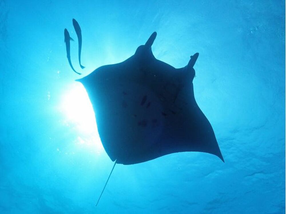 石垣島のおすすめスポット教えます♪