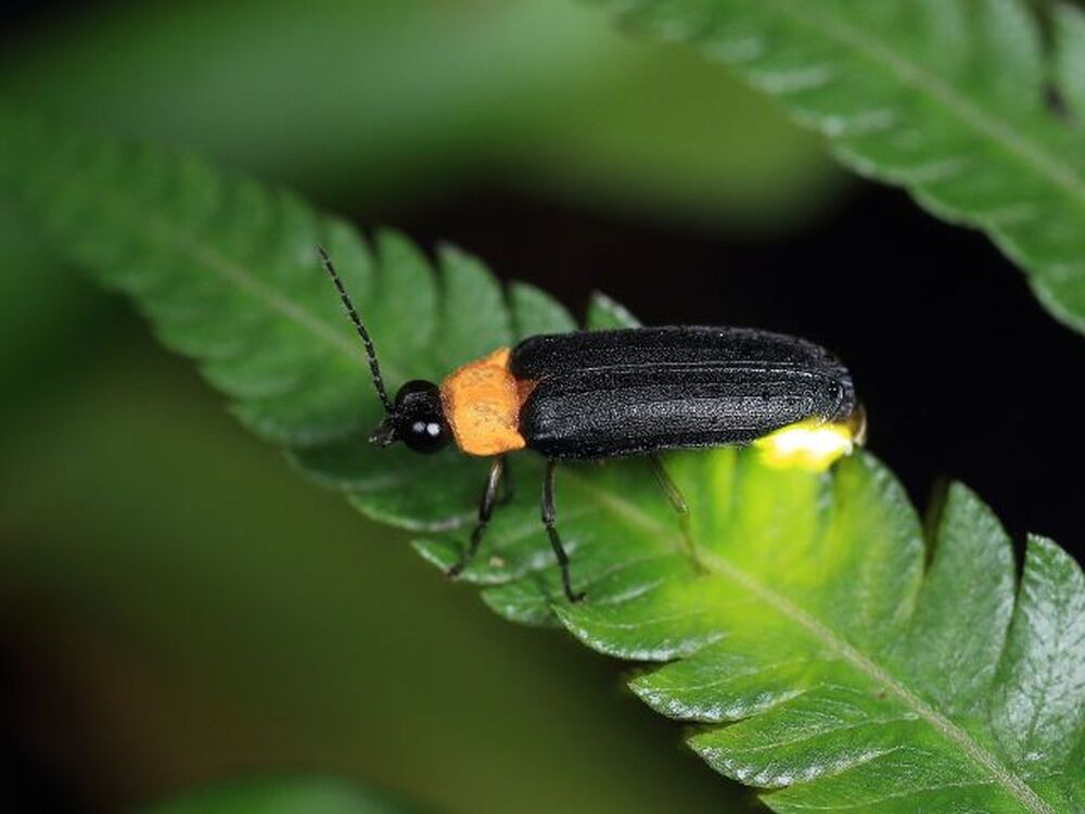 オリジナルのホタル写真ポストカード1枚を進呈いたします。																													