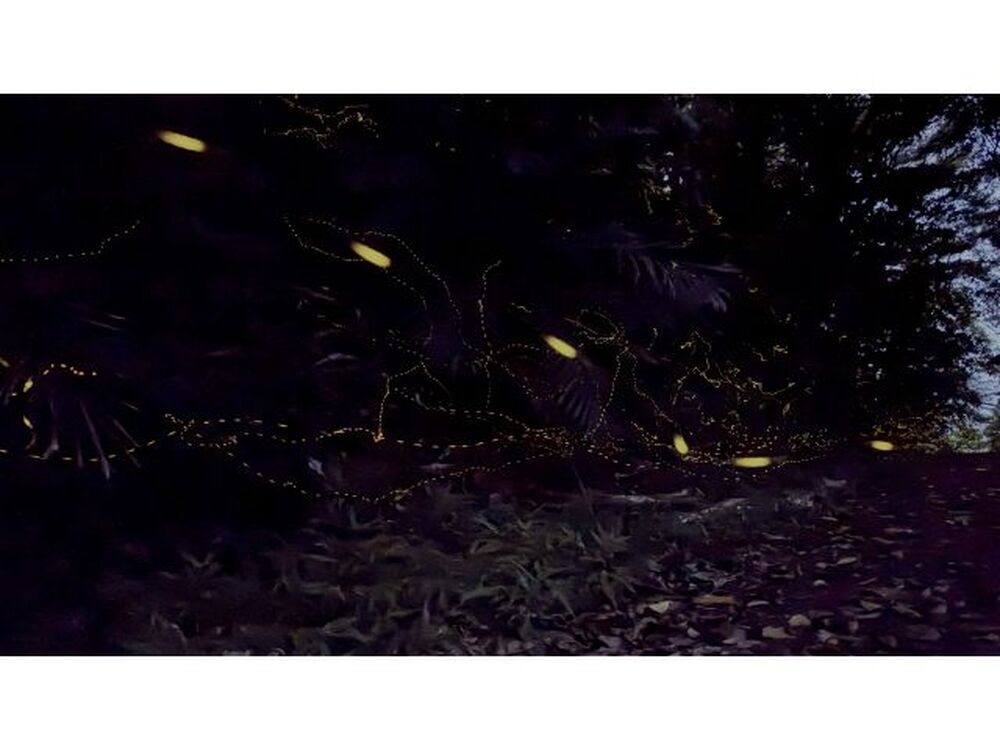 島暮らしのお話しをします♪