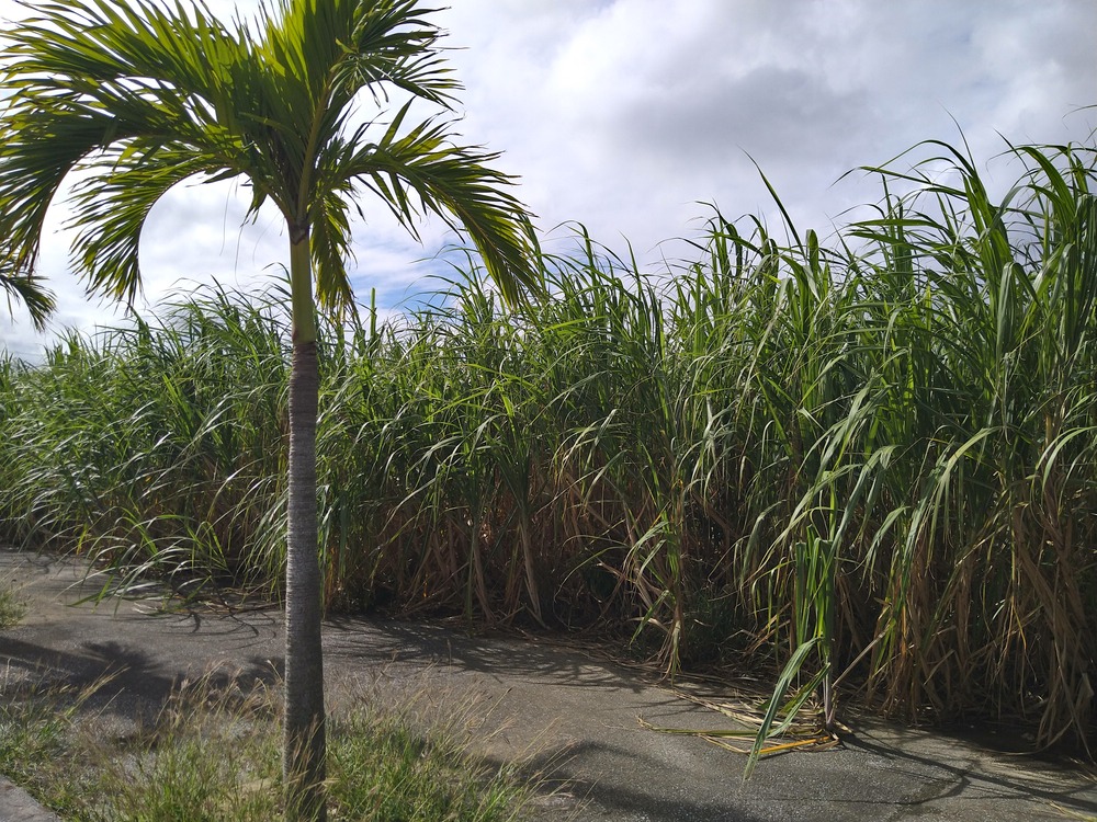 お土産に特産品の黒糖を大人お一人様１袋プレゼント！