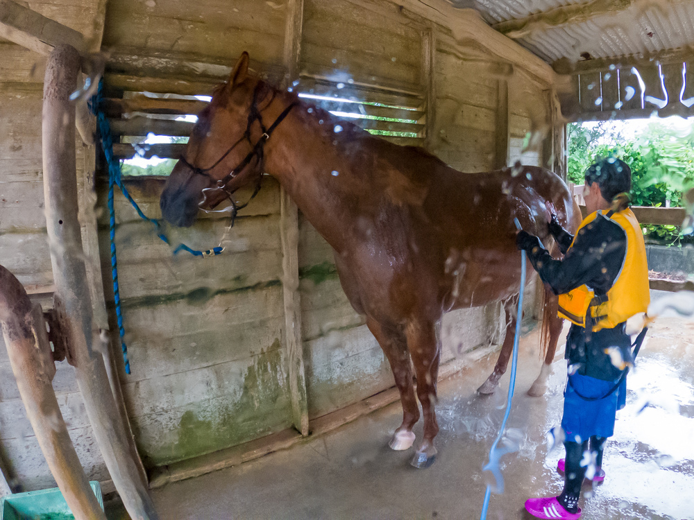 馬を洗いながらゆんたくタイム♪
（ゆんたく＝おしゃべり）
