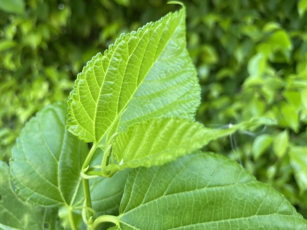 しまたびからの参加者のみ！「事前に採取した野草（薬草含む）でお茶を作りますので、途中の展望台などでゆんたく（おしゃべり）しましょ」