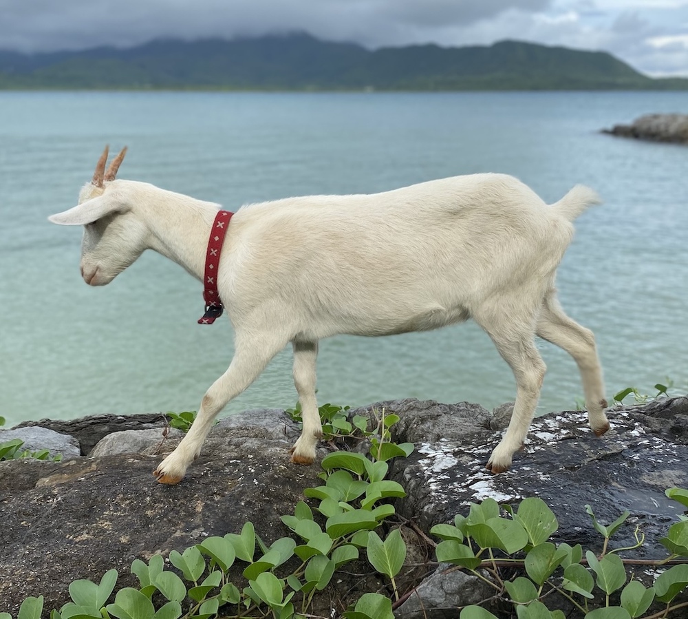 （ご希望の方のみ）夕方にヤギとビーチをお散歩できます！
また、お時間あれば、、、ビーチクリーン体験もご一緒にいかがでしょうか♪一緒にビーチを綺麗にしましょう！

※希望者のみのご提供となりますのでチェックイン時にお申し付けくださいね♪
