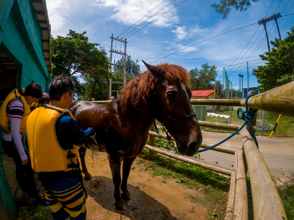 馬を洗いながらゆんたくタイム♪
（ゆんたく＝おしゃべり）
