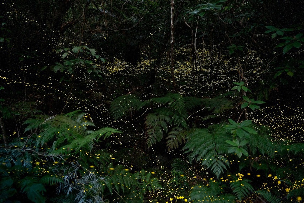 島暮らしのお話しいたします♪どんどん質問してくださいね！