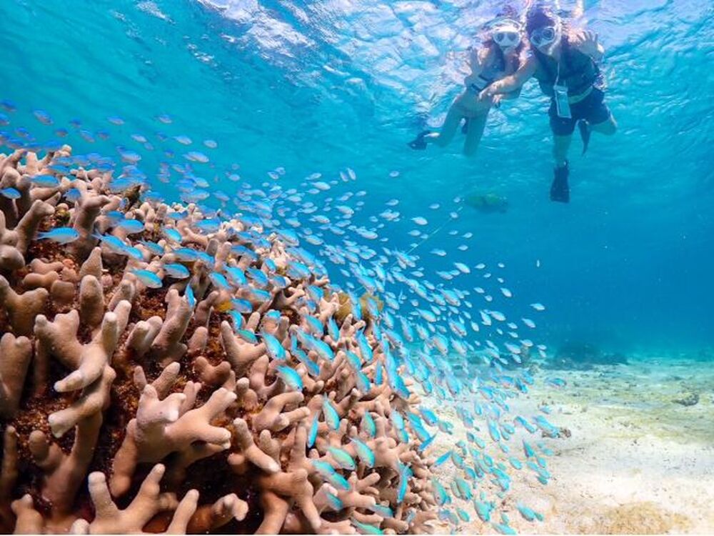 ★スペシャル特典★
・シュノーケリング中の写真データを80枚以上撮影！！無制限でプレゼント！
・高画質な写真と動画をその場ですぐにもらえる！
・必要なシュノーケリング機材全て無料貸し出し！
・可愛いオリジナルステッカーを無料プレゼント！