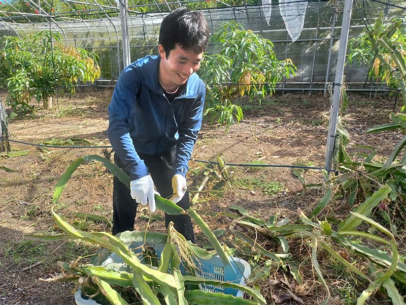 伊平屋島のマンゴー農家でお手伝いをする男性の写真