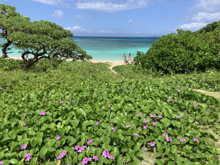 送料無料（沖縄及び離島部以外)★大幅値下開始★人気モデルが激安【26.0cm】YONEXテニスシューズ★SHTADGC★2 沖縄本島だけではもったいない！訪れてみたい沖縄離島18選