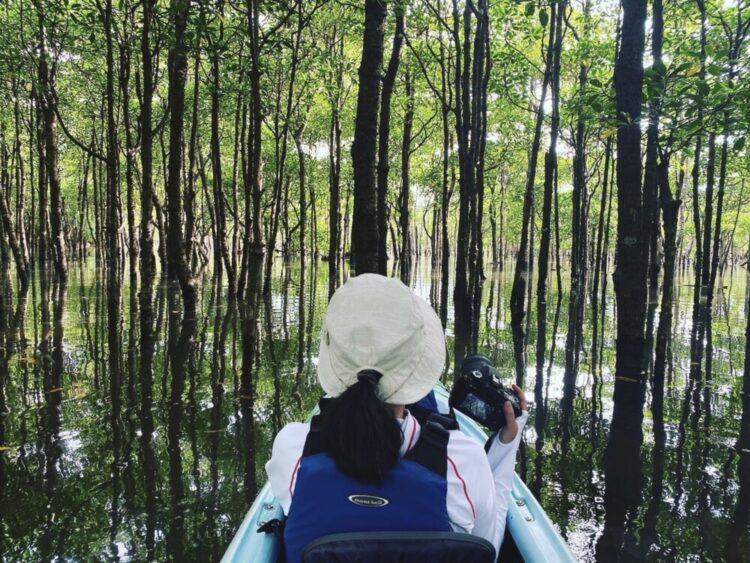 西表島 マングローブ カヤック 初心者 01