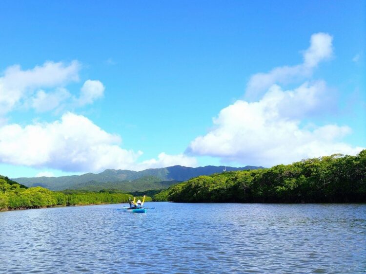 西表島 マングローブ カヤック 初心者 10