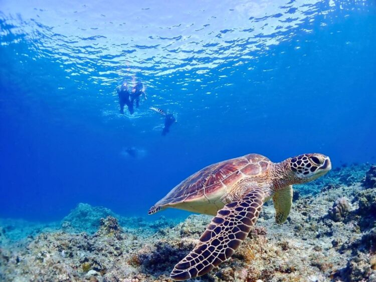 石垣島 シュノーケル ツアー ウミガメ