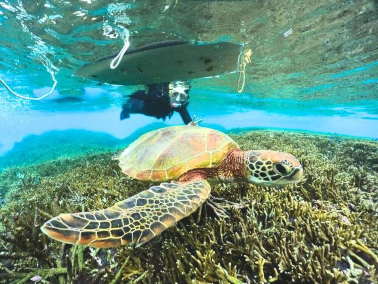 宮古島 ユニの浜 上陸 ツアー ウミガメ シュノーケル