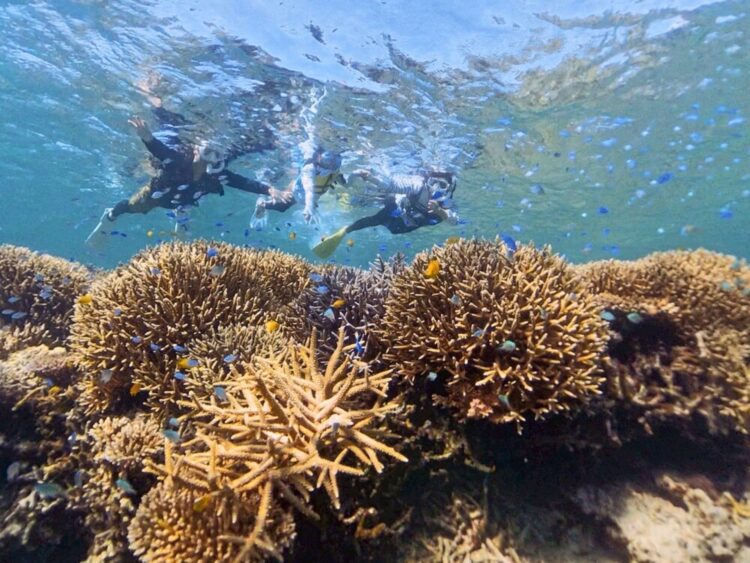 石垣島　青の洞窟　シュノーケル　ツアー
