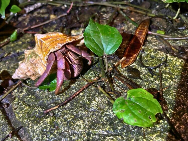宮古島　ナイトツアー　オオヤドカリ