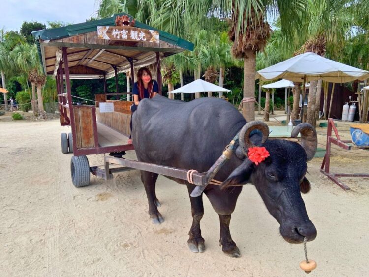 竹富島 水牛車