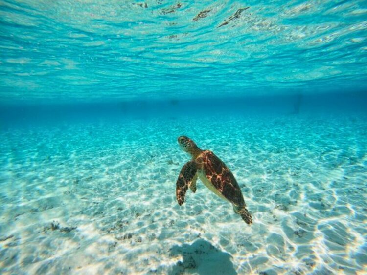 宮古島　八重干瀬　やびじ　ウミガメ