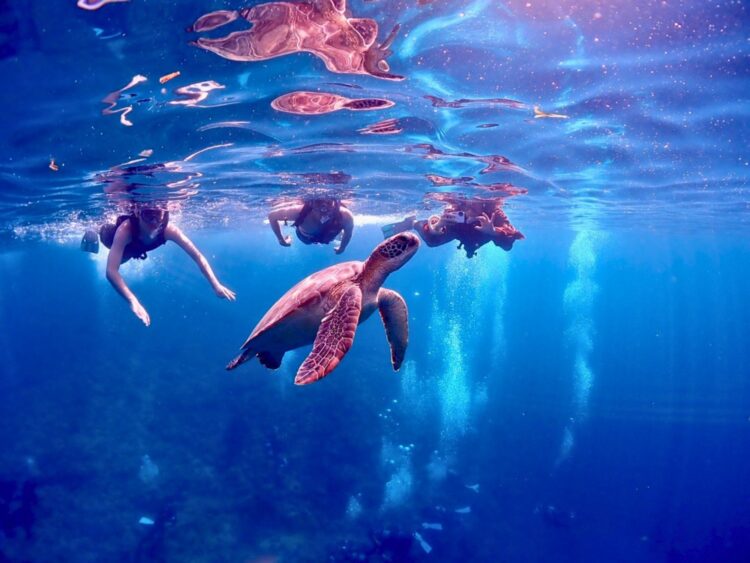 石垣島　青の洞窟　ウミガメ　シュノーケル　ツアー