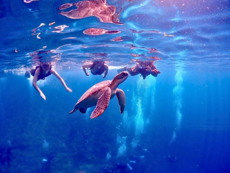 石垣島 シュノーケル ツアー ウミガメ
